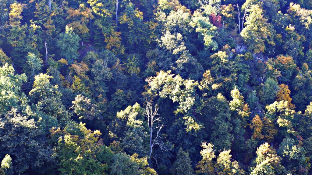Blick auf herbstlich gefärbte Bäume im Bodetal