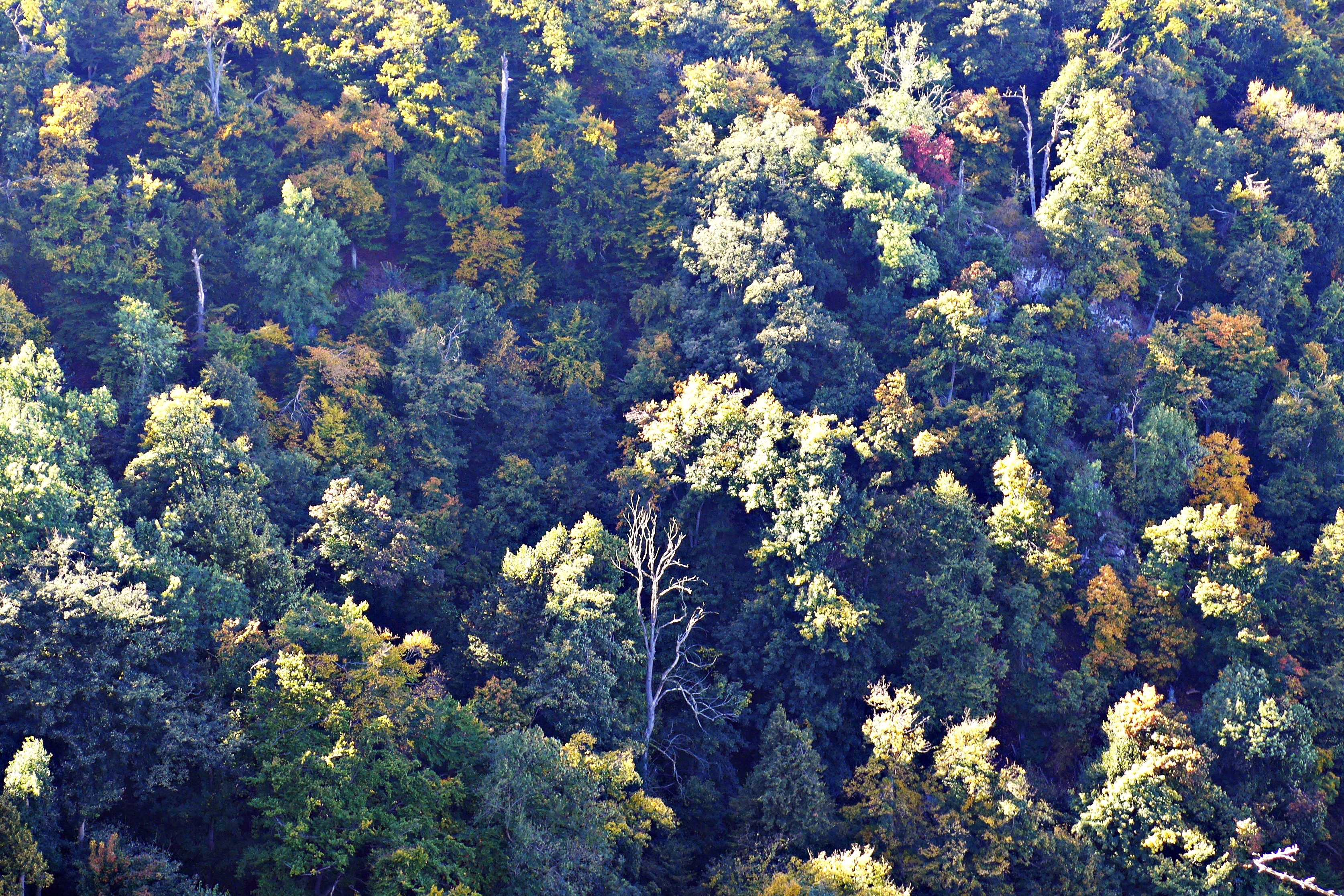 Blick auf herbstlich gefärbte Bäume im Bodetal