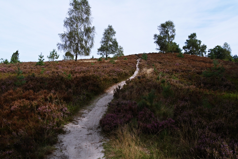 Schmaler Pfad hoch zu einem Hügel in der Lüneburger Heide